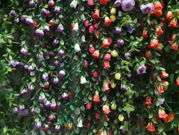 High angle view of pink flowering plants