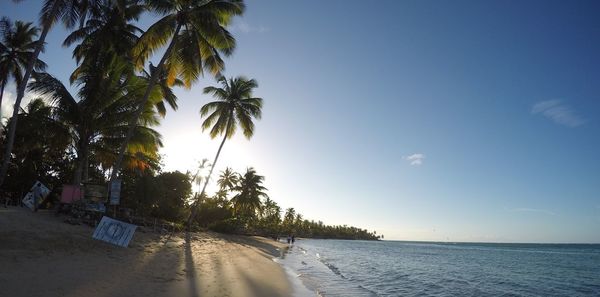 Palm trees on beach against clear sky