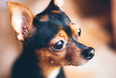 Close-up of a dog looking away