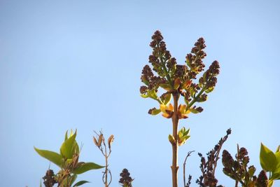 Low angle view of flowering plant against clear blue sky