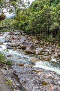 Stream flowing in forest