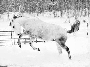 Horse on snow covered field