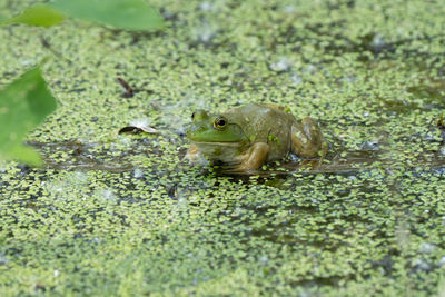 Close-up of a frog in lily pads on a sunny day 