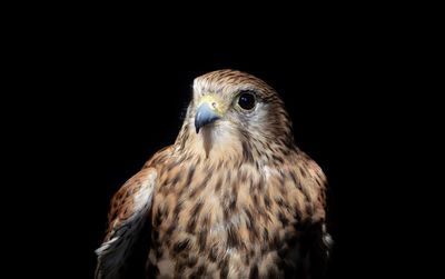 Alert sparrowhawk against black background