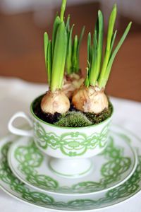 Onions in cup on plate