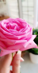 Close-up of hand holding pink rose flower