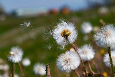 Close-up of white dandelion