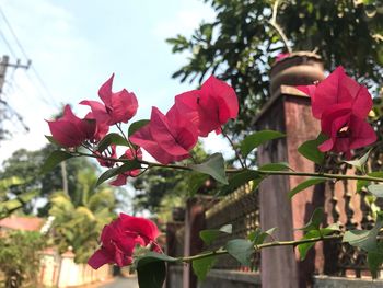 Close-up of pink flowers blooming on tree