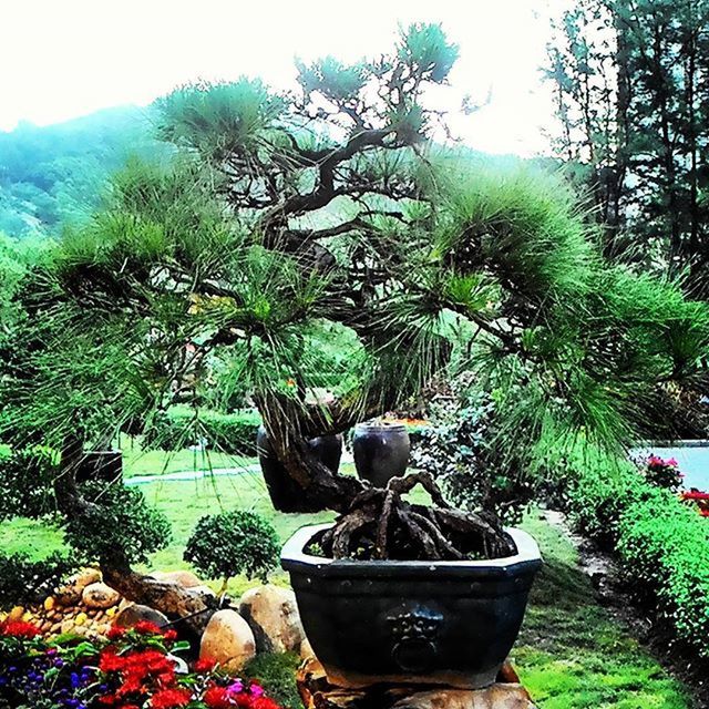 tree, growth, green color, tranquility, plant, nature, clear sky, tranquil scene, beauty in nature, park - man made space, grass, sunlight, day, outdoors, scenics, sky, potted plant, green, chair, water
