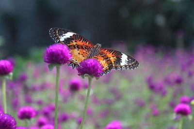 Close-up of butterfly pollinating on purple flower