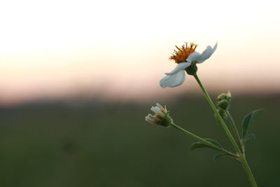 Close-up of flowering plant against sky during sunset