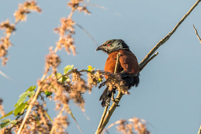 Low angle view of bird perching on branch against clear sky