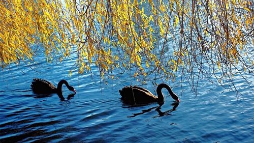 Reflection of trees in water