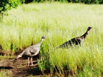 Mallard duck on field