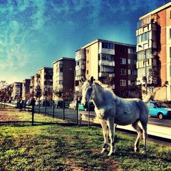 Cow standing in front of building