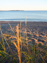 Scenic view of sea against clear sky