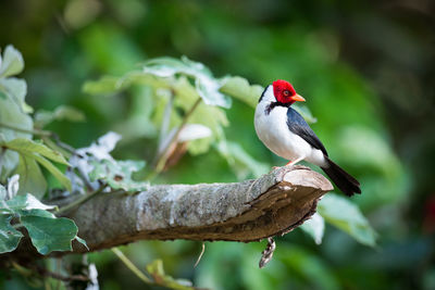 Yellow-billed cardinal perching on branch