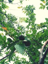 Low angle view of green tree against sky