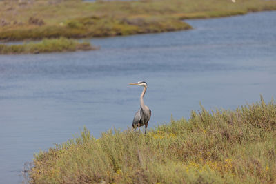 High angle view of gray heron on grass