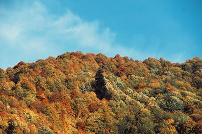 Low angle view of autumnal trees against sky