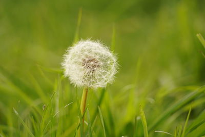 Close-up of dandelion on field