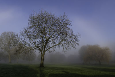 Tree on field against blue sky on a misty morning