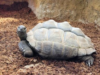 Close-up of turtle on rock