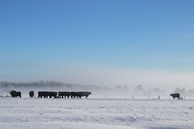 Horses on snow covered field against sky