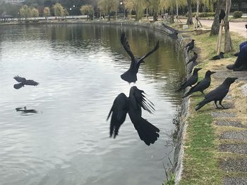 High angle view of birds flying over lake