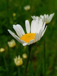 Close-up of white flowering plant