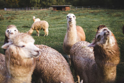 Alpaca in a field