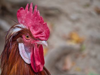 Close-up of rooster