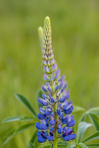 Blurred blue lupine background