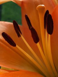 Close-up of orange flowering plant