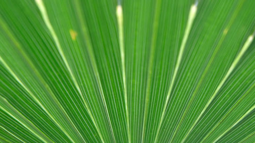 Full frame shot of palm leaf