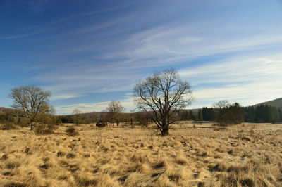 Bare trees on field against sky