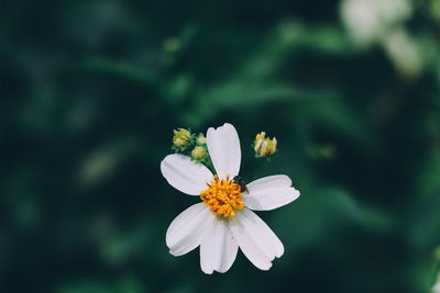 Close-up of white flowering plant