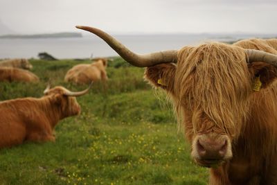 Cow on grassy field