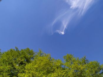 Low angle view of trees against blue sky