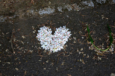 High angle view of flowers blooming outdoors