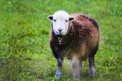 Portrait of sheep grazing on field