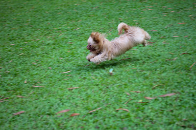 Dog running on grass