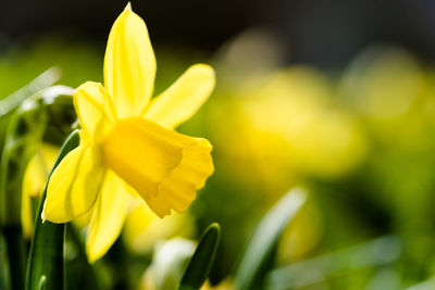 Close-up of yellow flowering plant