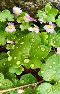 High angle view of wet flowers floating on water