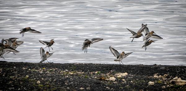 Flock of seagulls on beach