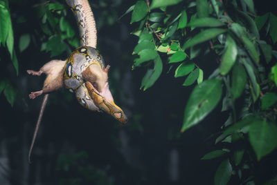 Snake with dead rat