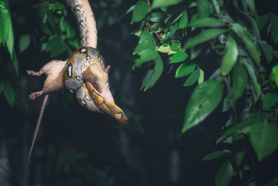 Close-up of snake eating prey in forest
