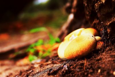 Close-up of fruit growing on tree