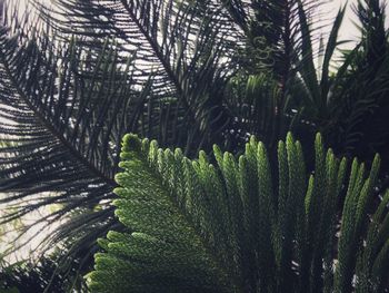 Close-up of palm trees in forest