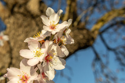 Close-up of cherry blossoms